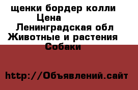 щенки бордер колли › Цена ­ 7 000 - Ленинградская обл. Животные и растения » Собаки   